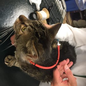 Veterinary Nutrition for the Clinician March 27, 2018