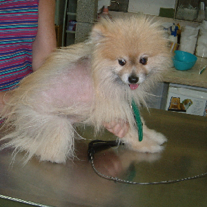 Dermatology Workshop for Veterinary Technicians January 29, 2018